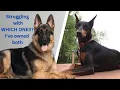 German Shepherd or Doberman - A Real Owner s Guide to Both Breeds