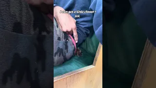 I can get a lil closer though.. #fyp #dream #pets #doberman #sailing #vlog