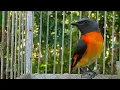 Download Lagu Cuitan burung Mantenan ndeso untuk masteran