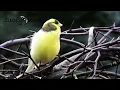 Download Lagu BURUNG KENARI GACOR DI ALAM LIAR | PIKAT BURUNG KENARI | TERAPI AIR UNTUK BURUNG MACET | CLEOSCAPE