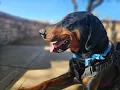 Clause at the Pet Supply Plus and PACC911 adopt-a-thon