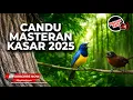 Download Lagu 🔴Masteran Kasar Bikin Candu Cucak Cungkok Gacor vs Tepus Kepala Abu Abu Gacor Saling Tembak Kasar