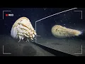 Deep Sea Creatures vs Mirror Seeing Themselves for the First Time