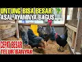 Download Lagu PETERNAK MANDIRI GAK USAH PLIHARA INDUK BANYAK‼️