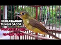 Download Lagu Suara burung brinji rambut tungir masteran yang lagi viral suara kasar mbeset panjang
