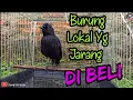 Download Lagu Mengenal Ciung Batu Paruh Hitam Dan Perawatan Nya Biar Cepat Gacor