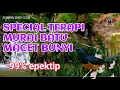 Download Lagu Terapi  murai batu stres macet bunyi