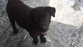 H mong Dogs P1 My lovely friendly short tailed dogs