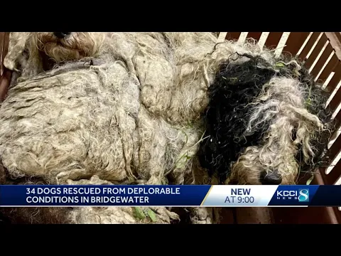 AHeinz57 rescues 34 dogs from hoarding case in Iowa