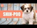 Shihpoo Everything You Need To Know About Shih Tzu Poodle Mix