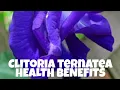 Download Lagu THE HEALTH BENEFITS OF BLUE TERNATE