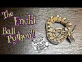 Take a close up look at The ENCHI Ball Python morph