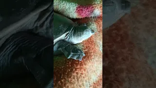 Miki Sone Ka Natak Karte Short Turtle Animals 