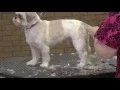 Dog Grooming - Back to Basics with a All Trim on a Shih Tzu