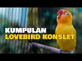 Download Lagu KUMPULAN LOVEBIRD KONSLET