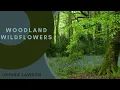 Download Lagu Relaxing Forest Birdsong Nature Sounds for Sleeping-Birds Chirping Studying Sound-Calm Bird Singing
