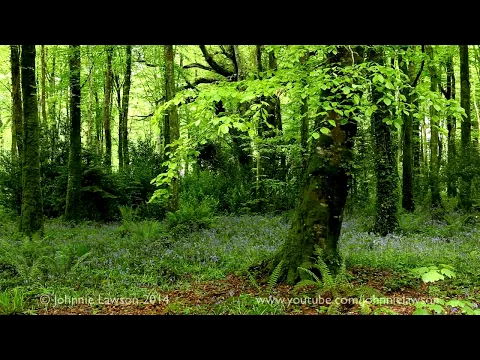 Download MP3 Relaxing Forest Birdsong Nature Sounds for Sleeping-Birds Chirping Studying Sound-Calm Bird Singing