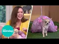Adorable UK Chihuahua Beauty Pageant Stars Strut Their Stuff On The Dogwalk This Morning