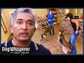 German Shepherd Siblings Turn Violent At Daycare Pickup Dog Whisperer With Cesar Millan