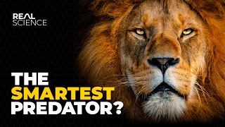 The Insane Biology Of The Lion 