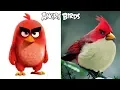 Download Lagu Angry Birds Characters In Real Life | All Characters |