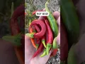 Download Lagu Volgend jaar weer dezelfde peper kweken!