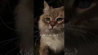 عينا فيها تسمى سلسبيلا قرآن محمد اللحيدان Shorts استخدم الصوت 