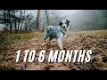 Border Collie puppy - 8 weeks to 6 months