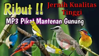 Download Kualitas Jernih Lur,Suara Pikat Mantenan Gunung Ribut MP3