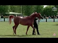 Download Lagu N 13 BELLARIA   Sopot Arabian Horse Show 2023   Junior Female Section A Class 2A