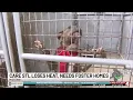 St Louis animal shelter seeks foster homes after heating system failure