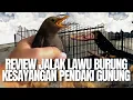 Download Lagu REVIEW BURUNG JALAK LAWU‼️MENDINGAN JANGAN RAWAT INI‼️KESAYANGAN PENDAKI GUNUNG LAWU‼️