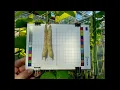 INCREASE Citizen Science Tutorial Capturing Colour and Shape of a Fresh Pod
