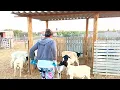 Download Lagu Pra minha sorte ela sempre mi ajudando a cuidar do sitio
