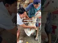 Download Lagu ANAK ANGKAT KOK KAMBING?