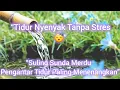 Download Lagu “Suling Sunda Merdu – Musik Relaksasi \u0026 Tidur Nyenyak 😴 | Pengantar Tidur Paling Menenangkan”