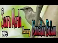 Download Lagu Suara Burung Kancilan Bakau // Masteran Burung Kicau