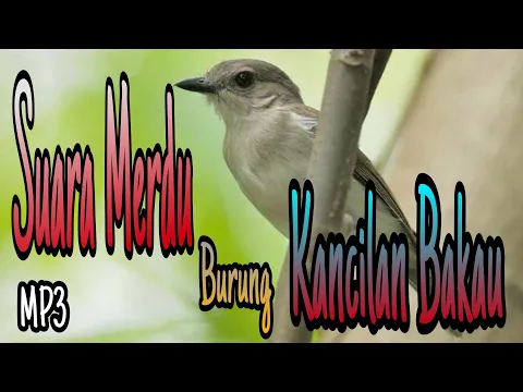 Download MP3 Suara Burung Kancilan Bakau // Masteran Burung Kicau