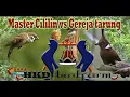 Download Lagu Master Cililin vs Gereja Tarung | Jernih