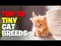 10 Tiny Cat Breeds That Forever Looks Like Adorable Kittens