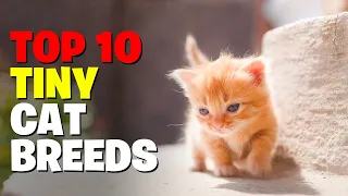 10 tiny cat breeds that forever looks like adorable kittens