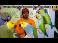 Unique and Rare Mutation Ringneck Breeding Setup 2025 Karachi Blue-and-Yellow Macaw Red-and-green