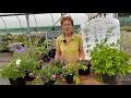 Download Lagu Geraniums for Every Spot in the Garden