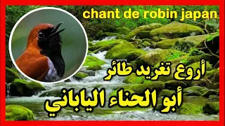 تغريد طائر أبو الحناء اليابانيRelaxing Music Bird Japanese Robin 