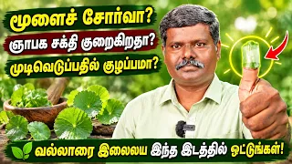 🧠 மூளைச் சோர்வா? 🤔 முடிவெடுப்பதில் குழப்பமா? 🌿 வல்லாரை இலையை இந்த இடத்தில் ஒட்டுங்கள்! Muthuselvan