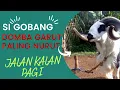Download Lagu JALAN JALAN PAGI BERSAMA SI GOBANG DOMBA GARUT PALING NURUT