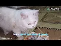 What Makes Persian Cats are Flat Faces