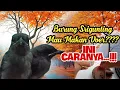 Lagu Cara Burung Srigunting Cepat Makan Voer || Burung Srigunting Makan Pur