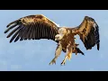 Download Lagu Deadly Vultures And Fearsome Eagles Battling In The Skies Of Botwana's Wild Kingdom
