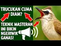 Download Lagu Masteran trucukan gacor ngalas tarung ropel paling bagus untuk pancingan trucukan agar bunyi nyaut